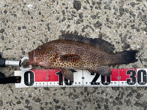 オオモンハタの釣果