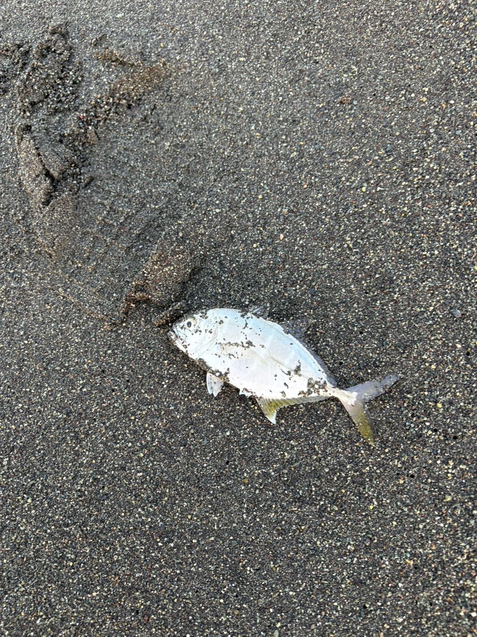 サバ