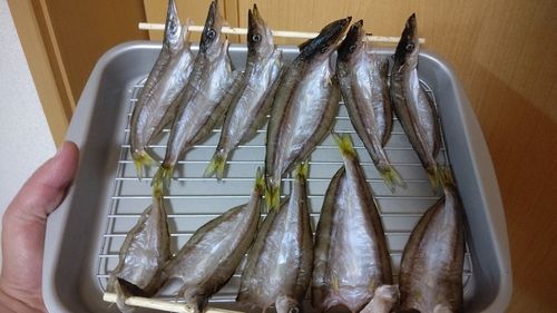 アカカマスの釣果