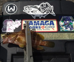 アカハタの釣果