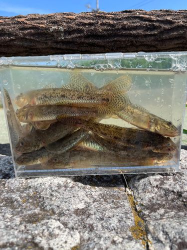 マハゼの釣果