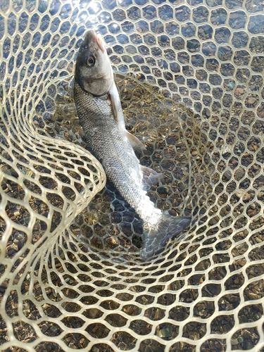 ウグイの釣果