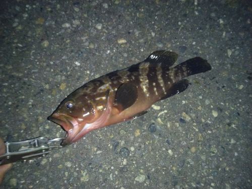 キジハタの釣果