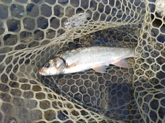 ウグイの釣果