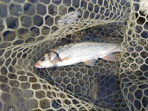 ウグイの釣果