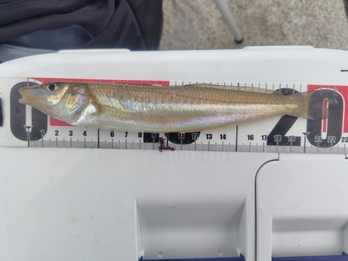 キスの釣果