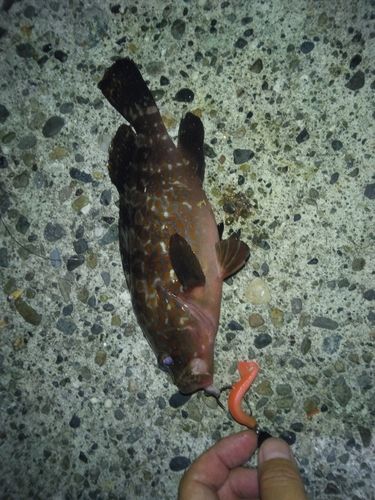 キジハタの釣果