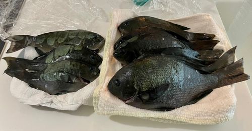 グレの釣果