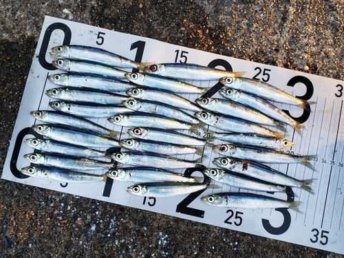 ウルメイワシの釣果