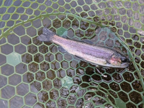 ニジマスの釣果