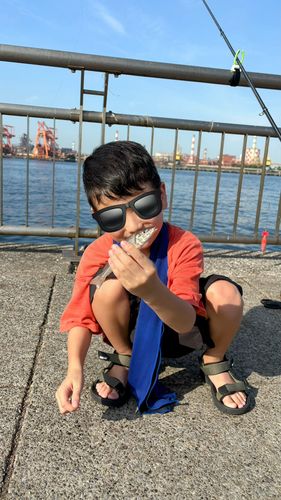 キスの釣果
