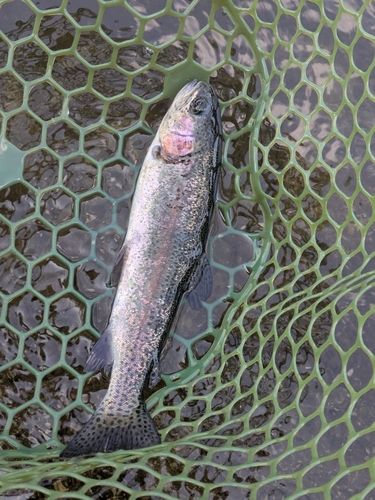 ニジマスの釣果