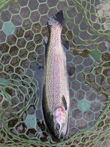 ニジマスの釣果