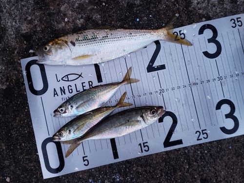 アジの釣果