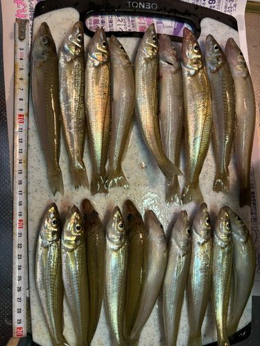 シロギスの釣果