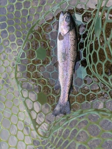 ニジマスの釣果