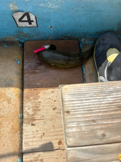 シロサバフグの釣果
