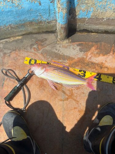 イトヨリダイの釣果