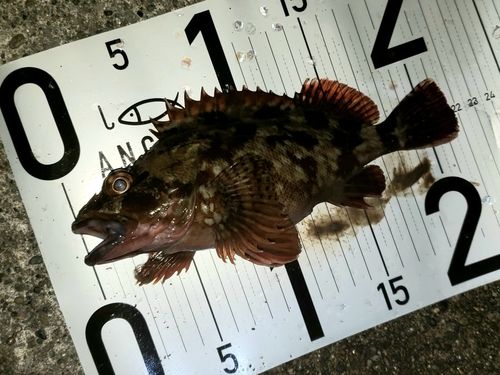 カサゴの釣果