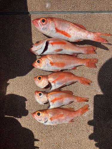 アカムツの釣果