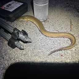 ニホンウナギ