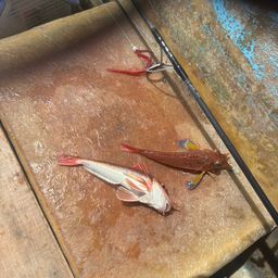 ホウボウ