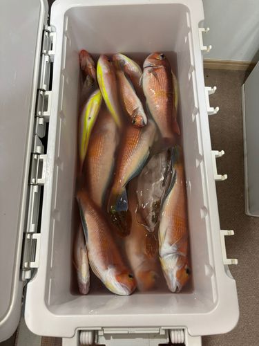 アマダイの釣果