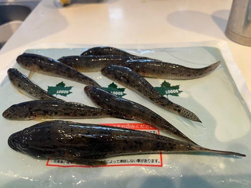 ハゼの釣果