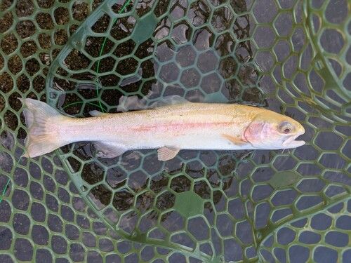 ニジマスの釣果