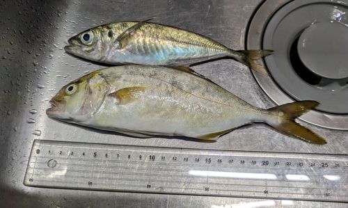 カンパチの釣果