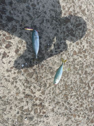 フクラギの釣果