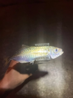 マアジの釣果