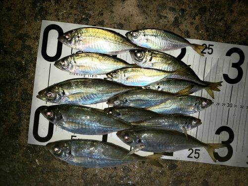 アジの釣果