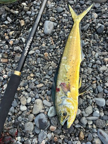 シイラの釣果