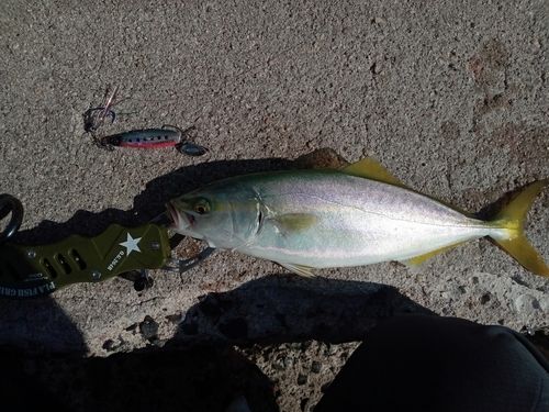 ツバスの釣果