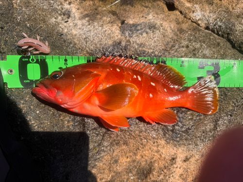 アカハタの釣果