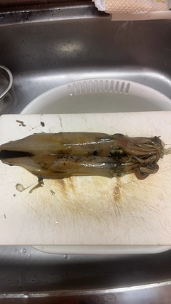 ケンサキイカの釣果
