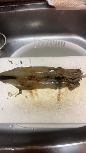 ケンサキイカの釣果