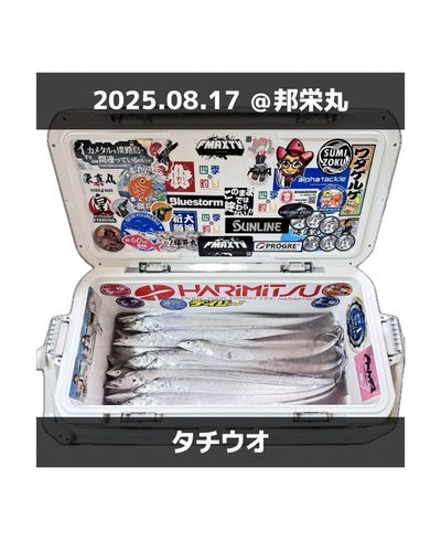 タチウオの釣果