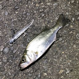 セイゴ（ヒラスズキ）