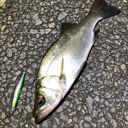 セイゴ（ヒラスズキ）