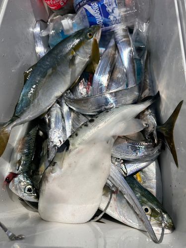 ツバスの釣果