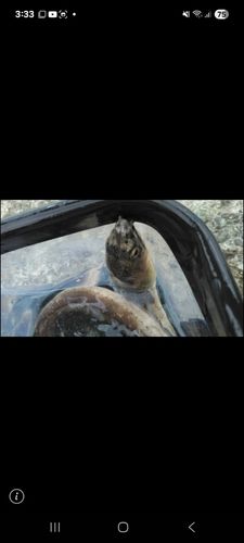 ホタテウミヘビの釣果