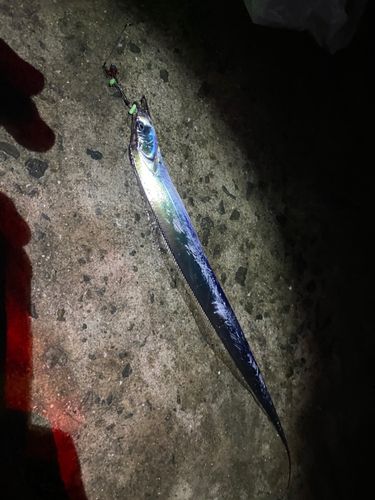 タチウオの釣果