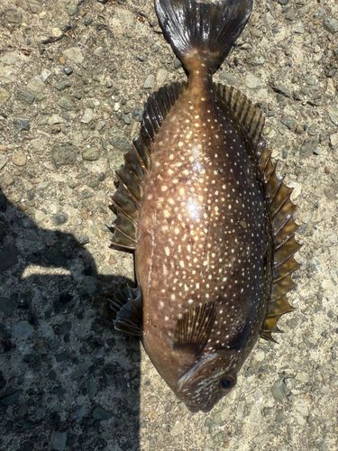アイゴの釣果
