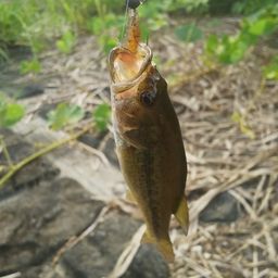 ラージマウスバス