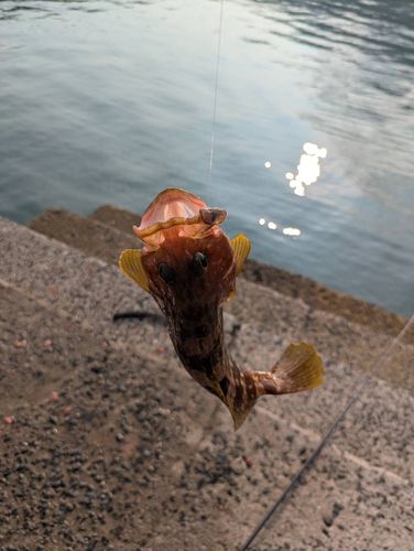 カサゴの釣果