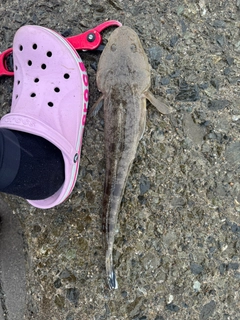 マゴチの釣果