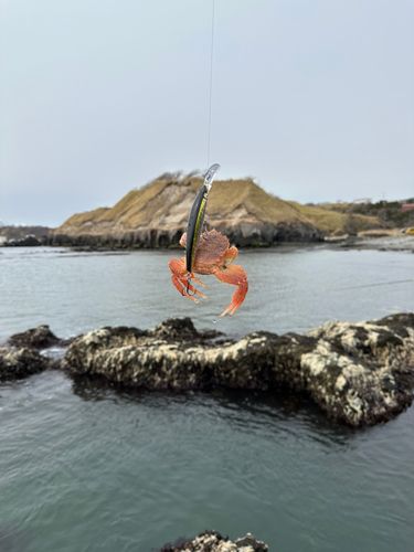 カニの釣果