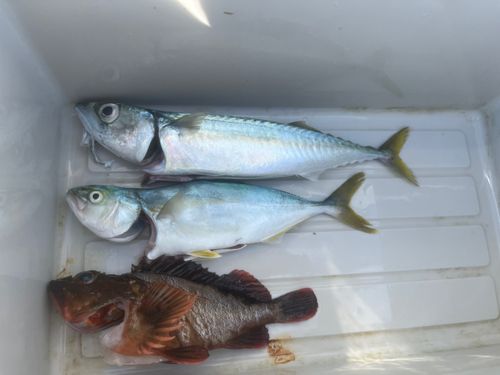 サバの釣果